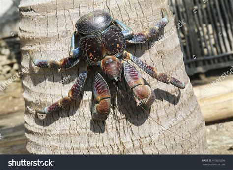 coconut crab in the philippines